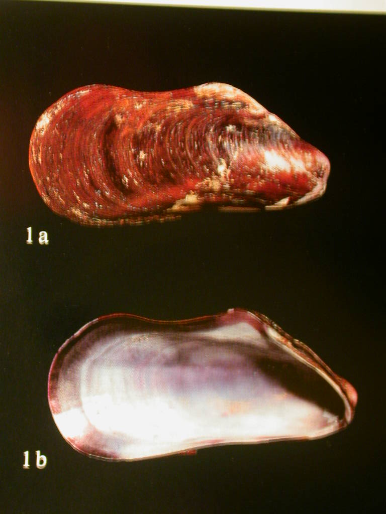 Differenze tra Modiolus barbatus e M. auriculatus